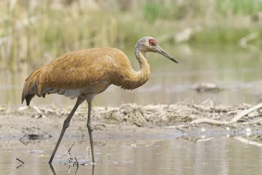 Sandhill Crane — featured animal