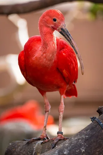 Scarlet Ibis — featured animal