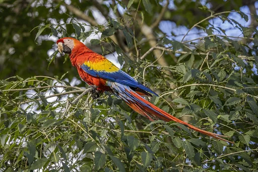 Scarlet Macaw — featured animal
