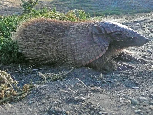 Screaming Hairy Armadillo — featured animal