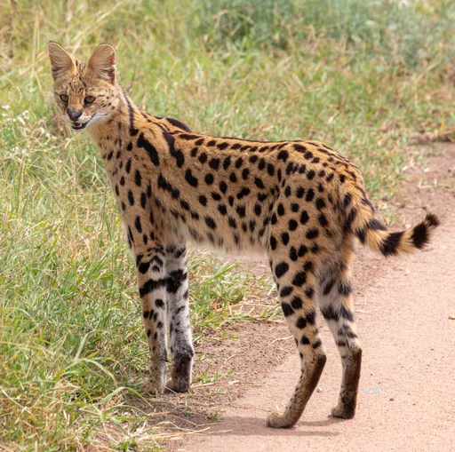 Serval — featured animal