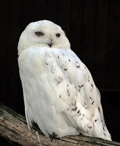 Snowy Owl — featured animal