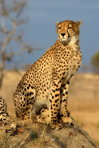 South African Cheetah — featured animal