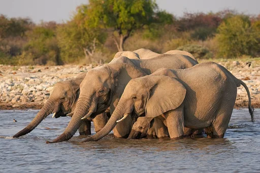 South African Elephant