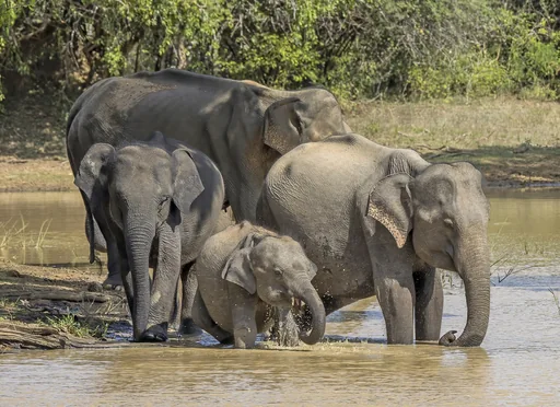 South-East Asian Elephant