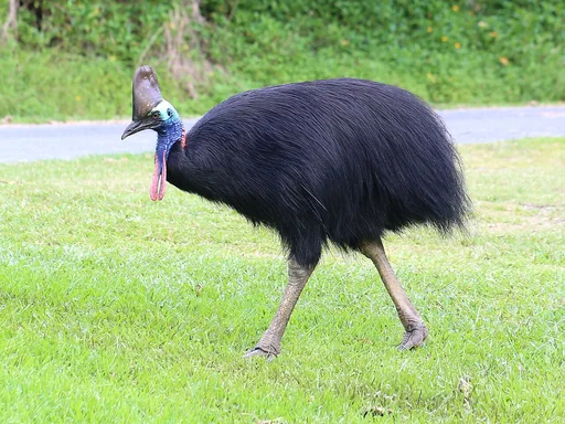 Southern Cassowary — featured animal