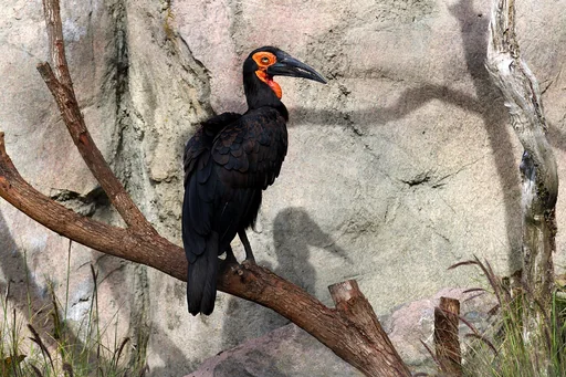 Southern Ground Hornbill — featured animal
