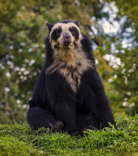Spectacled Bear — featured animal