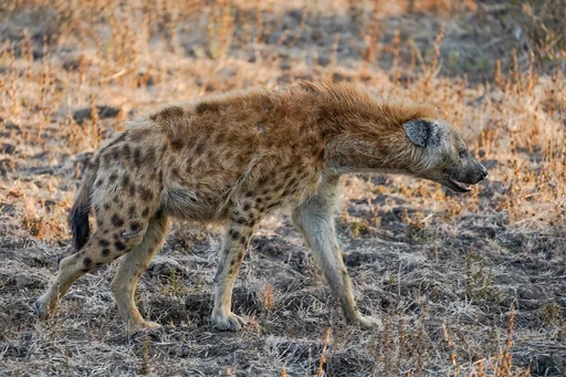 Spotted Hyena