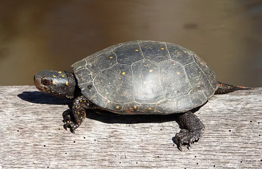 Spotted Turtle — featured animal