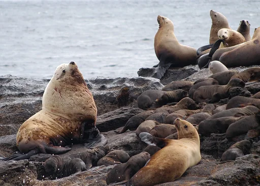 Steller Sea Lion — featured animal