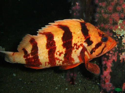 Tiger Rockfish — featured animal