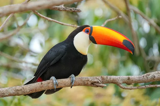 Toco Toucan — featured animal