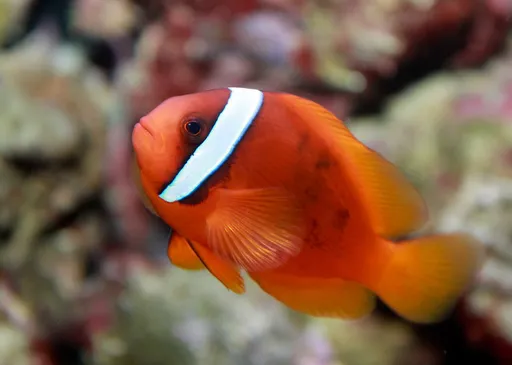 Tomato Clownfish — featured animal