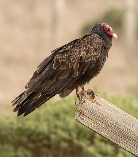 Turkey Vulture — featured animal
