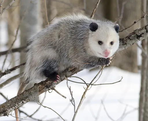Virginia Opossum — featured animal
