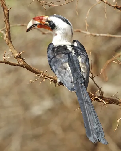 Von Der Decken's Hornbill — featured animal