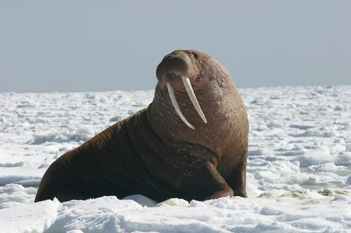 Walrus — featured animal