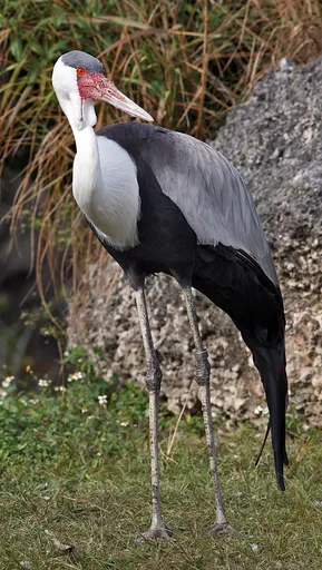 Wattled Crane — featured animal