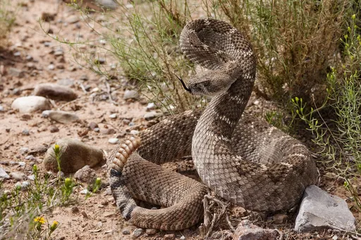 Western Diamondback Rattlesnake — featured animal