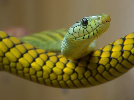 Western Green Mamba — featured animal