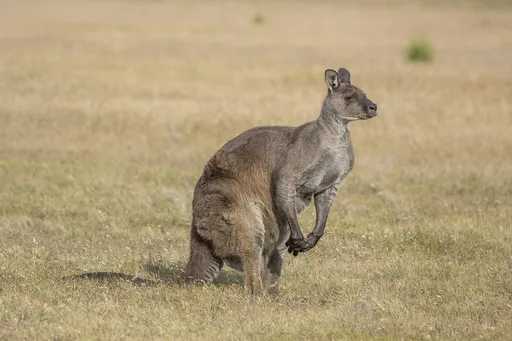 Western Grey Kangaroo — featured animal