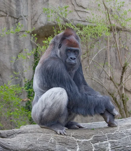 Western Lowland Gorilla