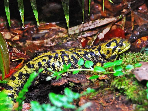 Western Tiger Salamander — featured animal