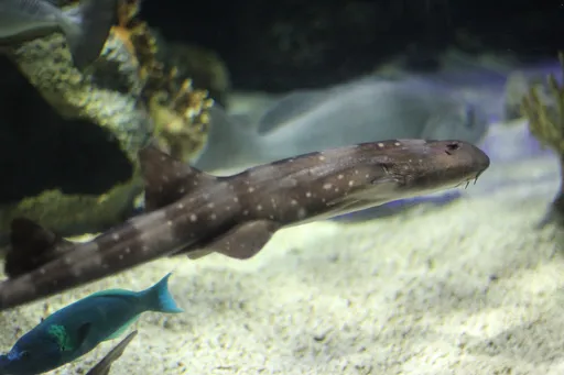 White-Spotted Bambooshark — featured animal