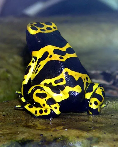Yellow-Banded Poison Dart Frog — featured animal