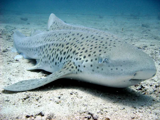 Zebra Shark — featured animal