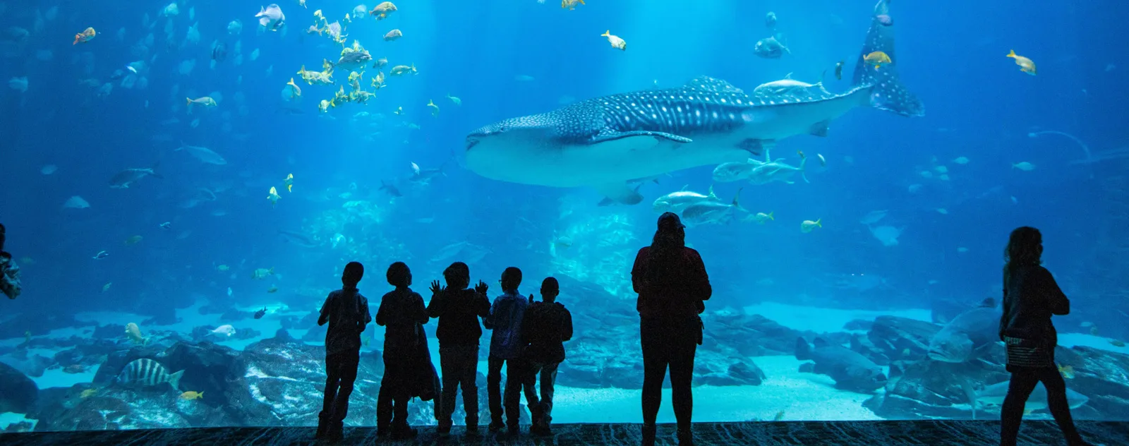 Georgia Aquarium in Atlanta, GA
