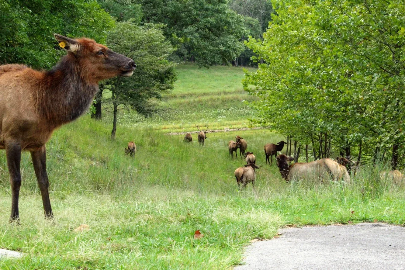 Lone Elk County Park