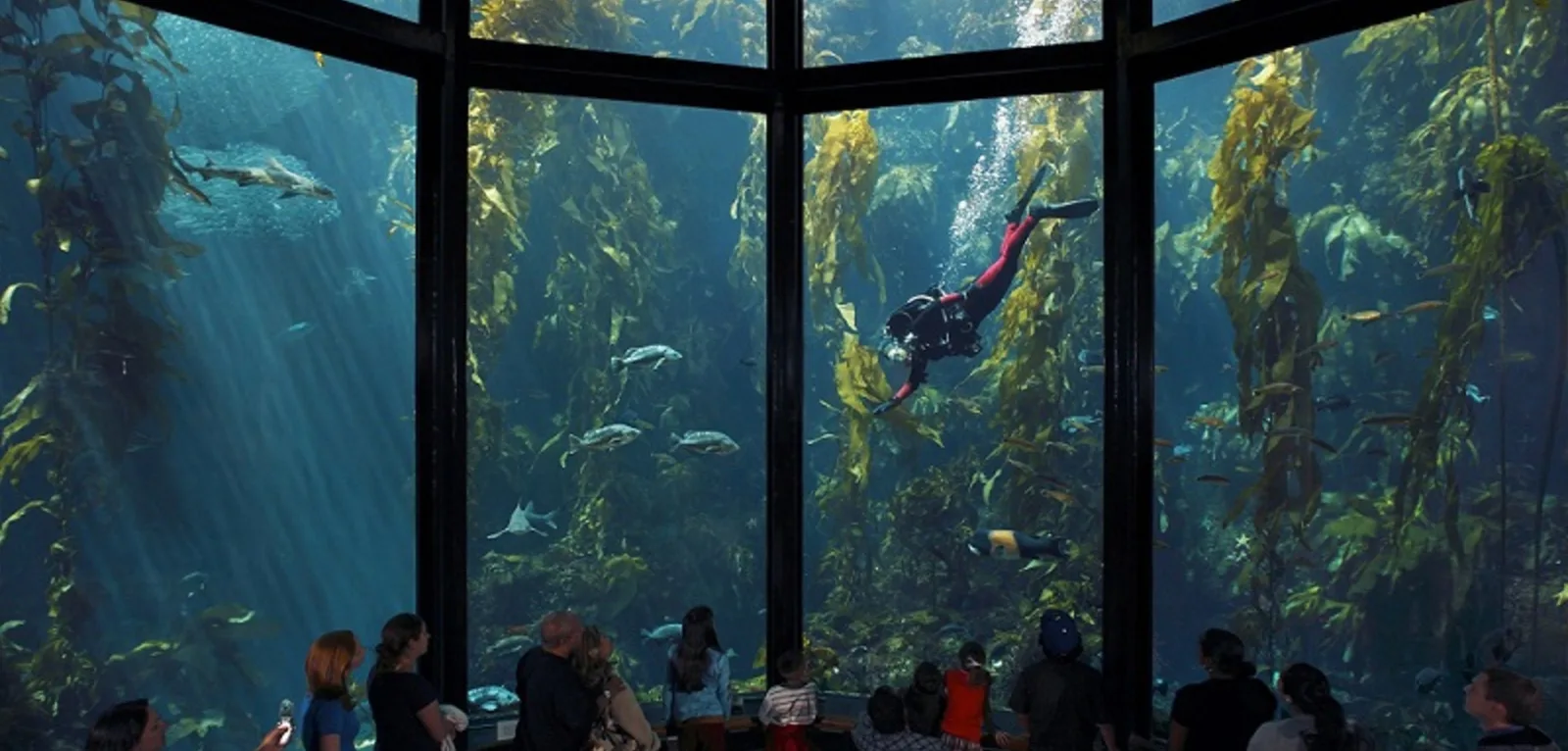 Monterey Bay Aquarium in Monterey, CA